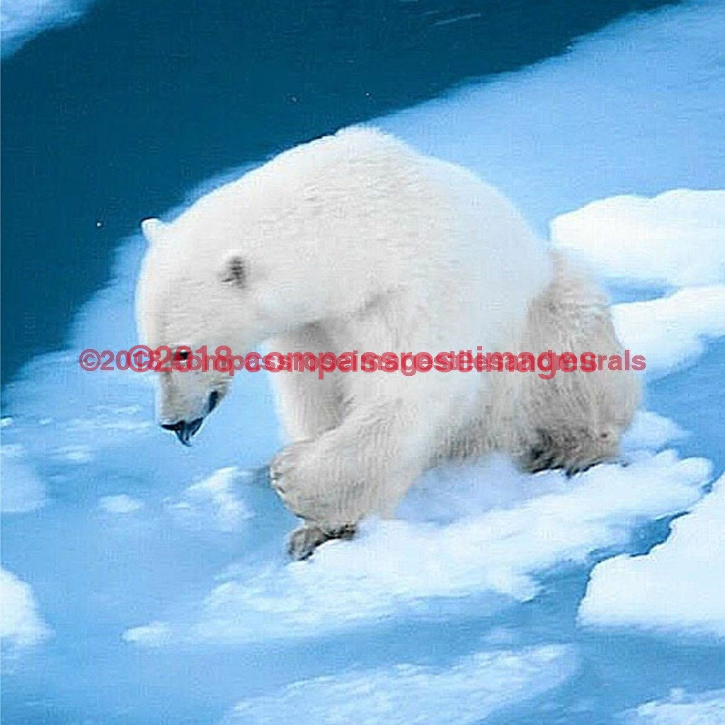 Polar Bear 3-Tiles – Compass Rose Images