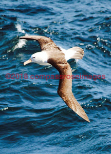 Albatross 3 Greeting Card 8X10 Matted Print (5X7 Photo) 11X14 (8X10