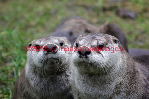 Otter 4-Canvas Canvas-10 X 10 Canvas