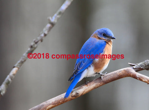 Bluebird 1 Greeting Card 8X10 Matted Print (5X7 Photo) 11X14 (8X10