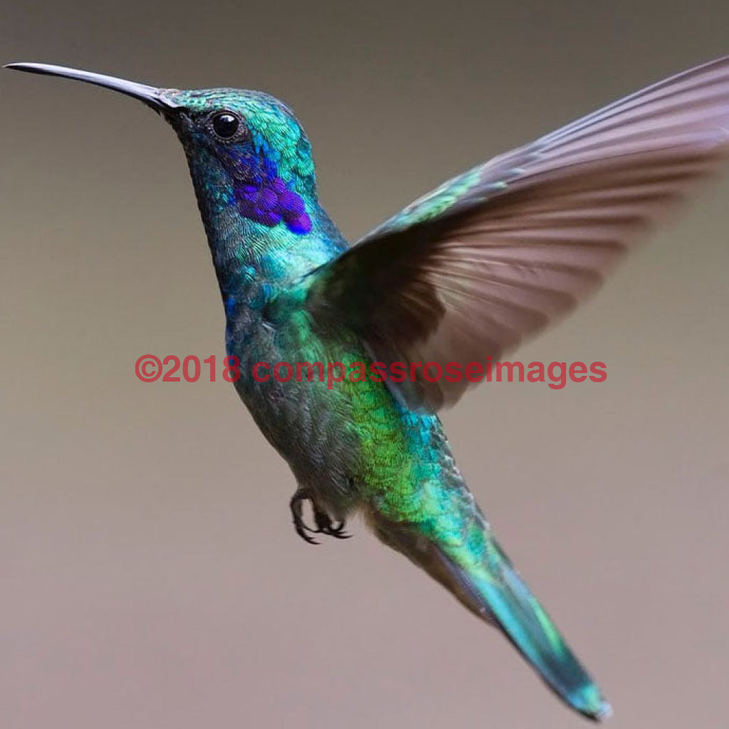 Hummingbird 1-Canvas Canvas - 12 X