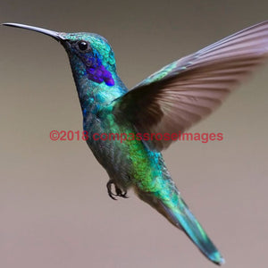 Hummingbird 1 Greeting Card 8X10 Matted Print (5X7 Photo) 11X14 (8X10