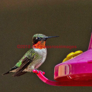 Hummingbird 2 Greeting Card 8X10 Matted Print (5X7 Photo) 11X14 (8X10