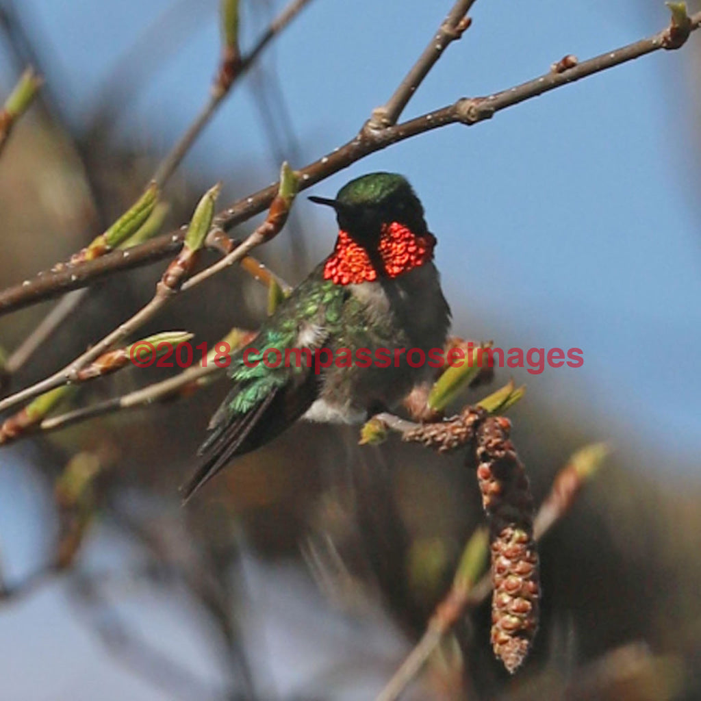 Hummingbird 3 Greeting Card 8X10 Matted Print (5X7 Photo) 11X14 (8X10