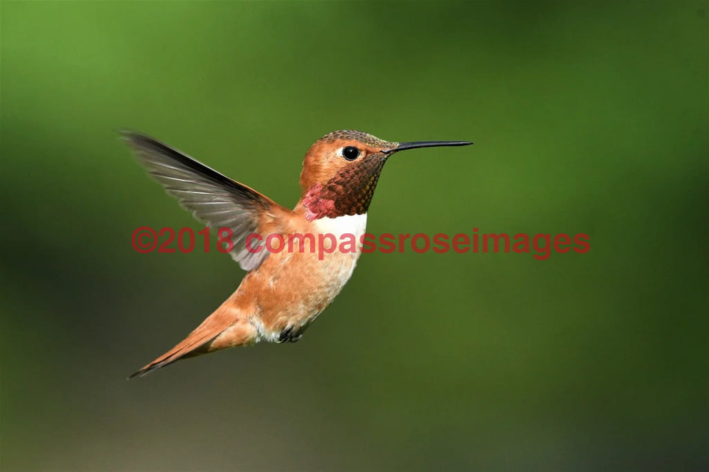 Hummingbird 4 Greeting Card 8X10 Matted Print (5X7 Photo) 11X14 (8X10