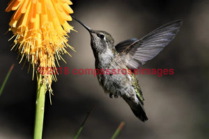 Hummingbird 5 -Metal Metal - 8 X 10