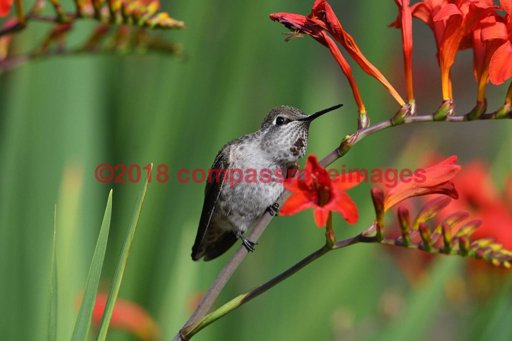 Hummingbird 6 Greeting Card 8X10 Matted Print (5X7 Photo) 11X14 (8X10