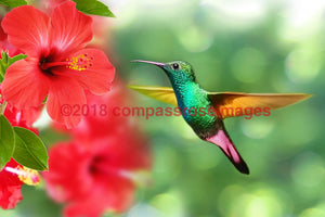 Hummingbird 7 Greeting Card 8X10 Matted Print (5X7 Photo) 11X14 (8X10