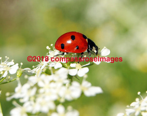 Ladybug 1 Greeting Card 8X10 Matted Print (5X7 Photo) 11X14 (8X10