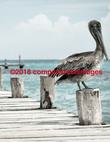 Pelican 9 Greeting Card 8X10 Matted Print (5X7 Photo) 11X14 (8X10