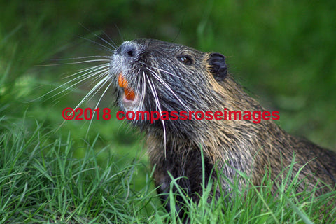 Beaver Greeting Card 8X10 Matted Print (5X7 Photo) 11X14 (8X10