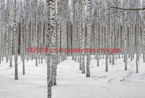 Birch Trees In Snow Tray And Coasters 41 Small 8’X13’