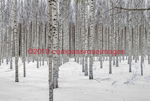 Birch Trees In Snow - 2 Greeting Card 8X10 Matted Print (5X7 Photo) 11X14 (8X10