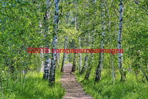 Birch Trees 1-Canvas Canvas - 12 X