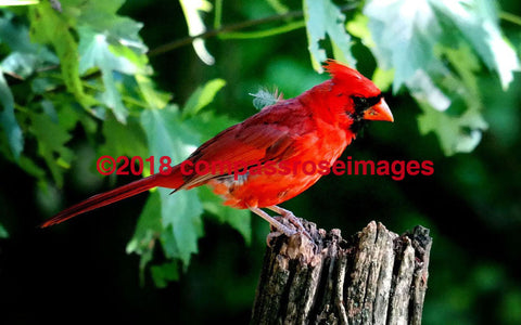 Cardinal 4 Greeting Card 8X10 Matted Print (5X7 Photo) 11X14 (8X10