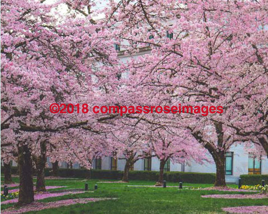 Cherry Trees - 1 Greeting Card 8X10 Matted Print (5X7 Photo) 11X14 (8X10