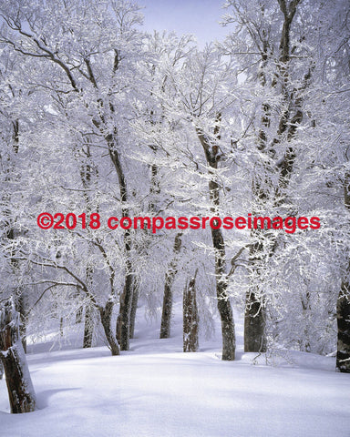 Christmas Snow Trees - 1 Greeting Card 8X10 Matted Print (5X7 Photo) 11X14 (8X10