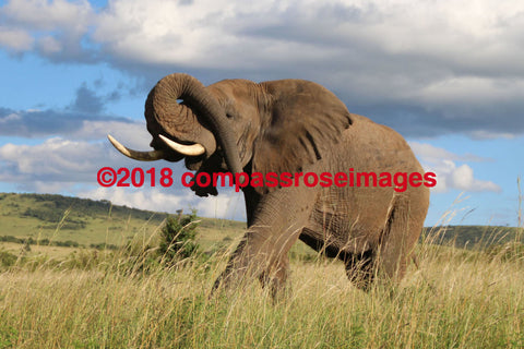 Elephant 25-Canvas Canvas - 12 X