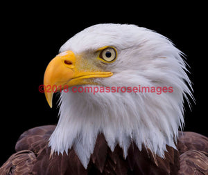 Eagle American Bald 4 Greeting Card 8X10 Matted Print (5X7 Photo) 11X14 (8X10