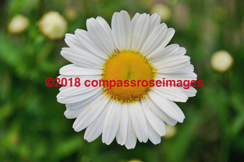 Flower 35 Greeting Card 8X10 Photo Print 11X14 Matted (8X10 Photo)