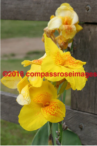 Flower 19 Greeting Card 8X10 Photo Print 11X14 Matted (8X10 Photo)