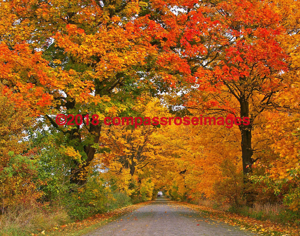 Fall Colors Greeting Card 8X10 Matted Print (5X7 Photo) 11X14 (8X10