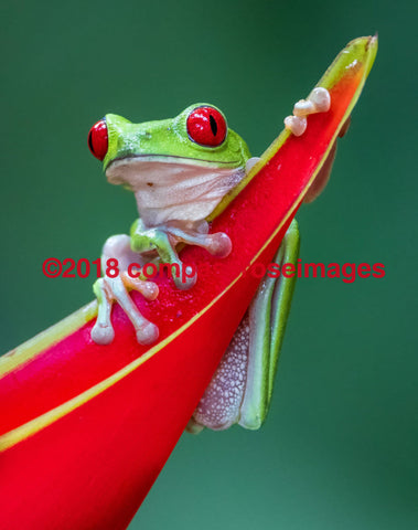 Frog 2 Greeting Card 8X10 Matted Print (5X7 Photo) 11X14 (8X10