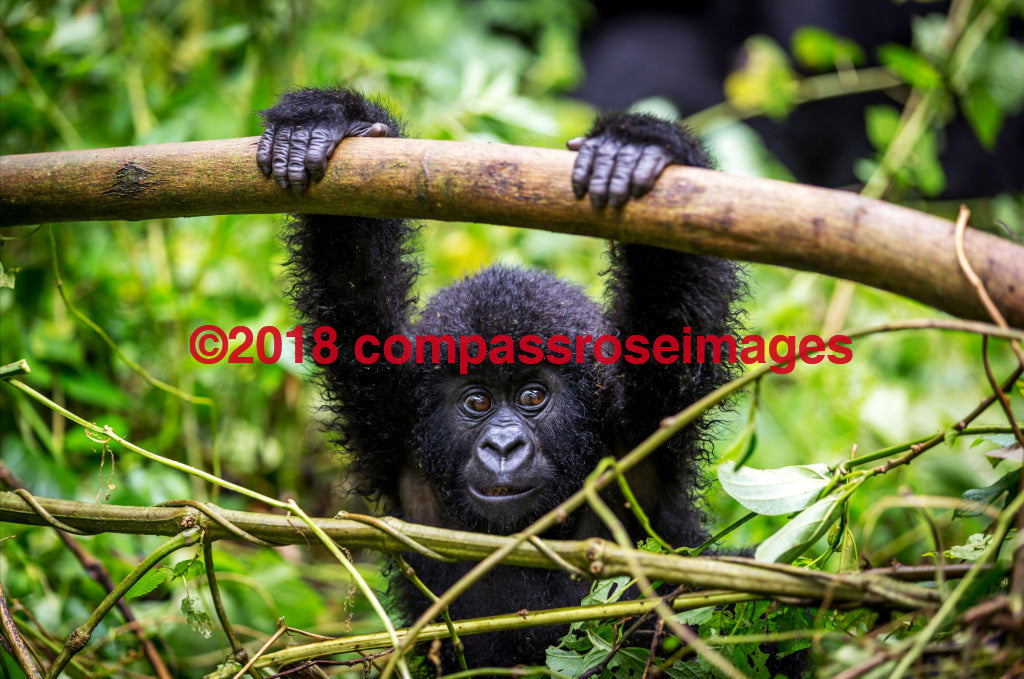 Gorilla 14 Greeting Card 8X10 Matted Print (5X7 Photo) 11X14 (8X10