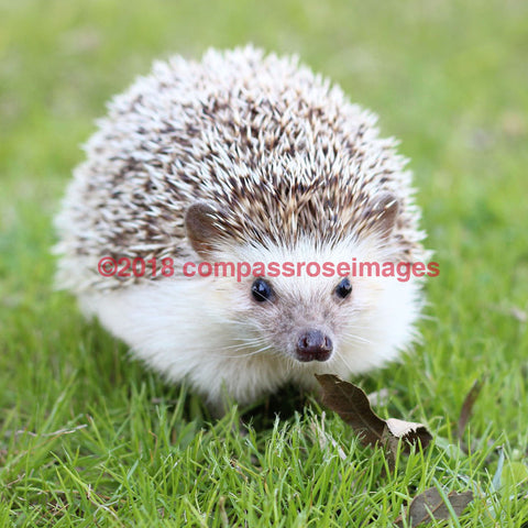 Hedgehog -Tiles 4.25’’X4.25’’ Tile With Cork Back Ceramic Tile