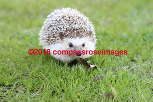 Hedgehog 1 Greeting Card 8X10 Photo Print 11X14 Matted (8X10 Photo)