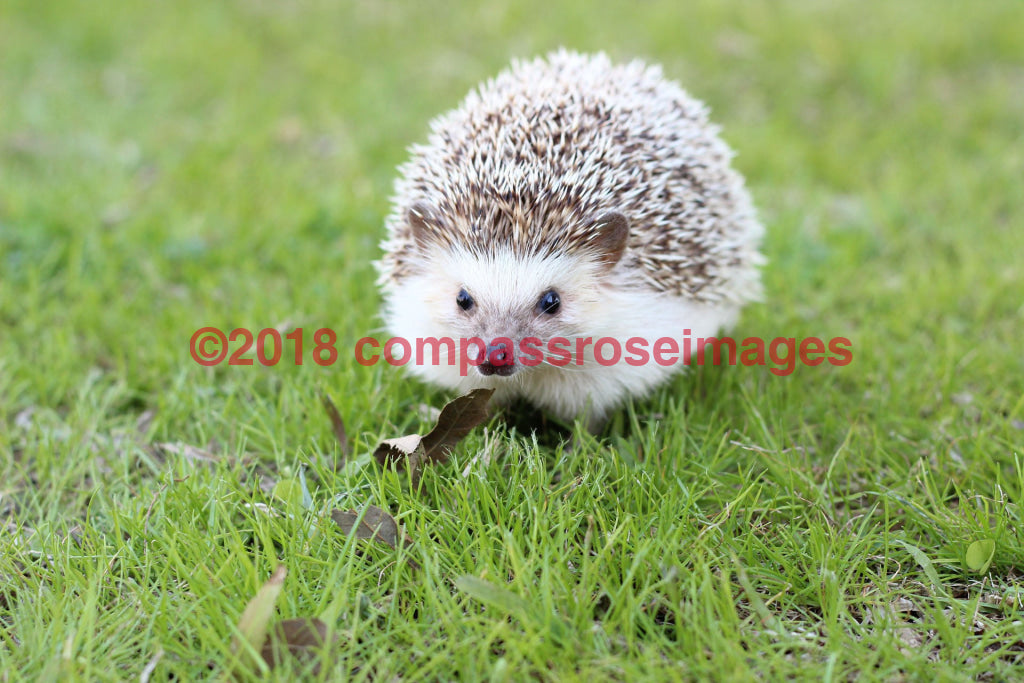 Hedgehog 1 - Mousepad