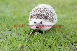 Hedgehog 1 - Mousepad