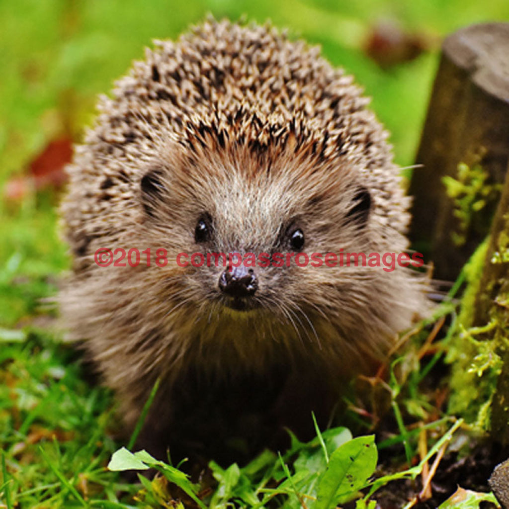 Hedgehog 2-Tiles 4.25’’X4.25’’ Tile With Cork Back Ceramic Tile