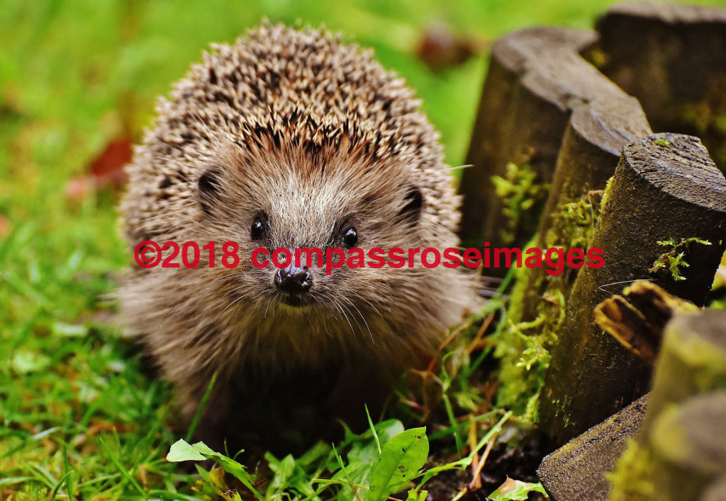 Hedgehog 2 Greeting Card 8X10 Photo Print 11X14 Matted (8X10 Photo)