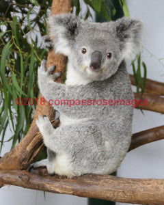 Koala 5-Canvas Canvas-10 X 10 Canvas