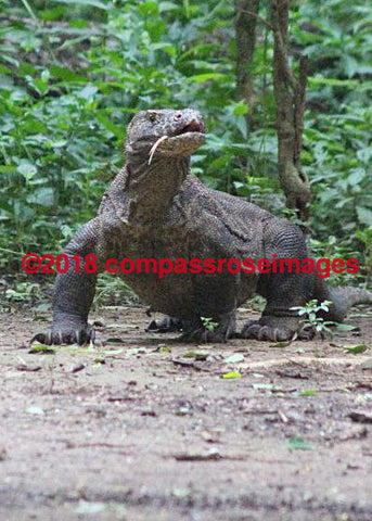 Komodo Dragon 3 Greeting Card 8X10 Matted Print (5X7 Photo) 11X14 (8X10