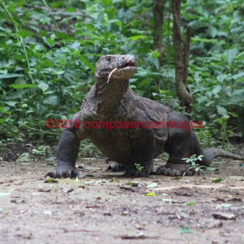 Komodo Dragon 3-Tiles 4.25’’X4.25’’ Tile With Cork Back Ceramic Tile