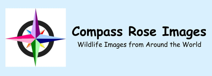 Compass Rose Images