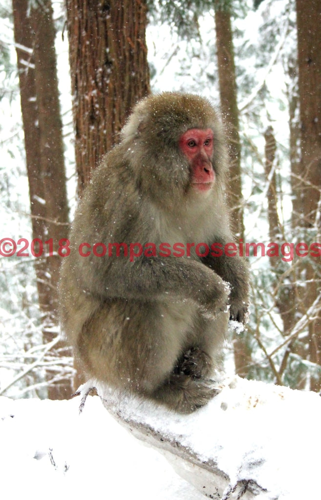 Monkey Snow 1-Metal Metal - 8 X 10