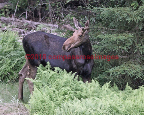 Moose 30-Canvas Canvas-10 X 10 Canvas