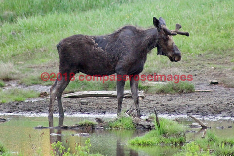 Moose 34-Canvas Canvas-10 X 10 Canvas