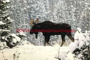 Moose In Snow Tray And Coasters 42 Small 8’X13’