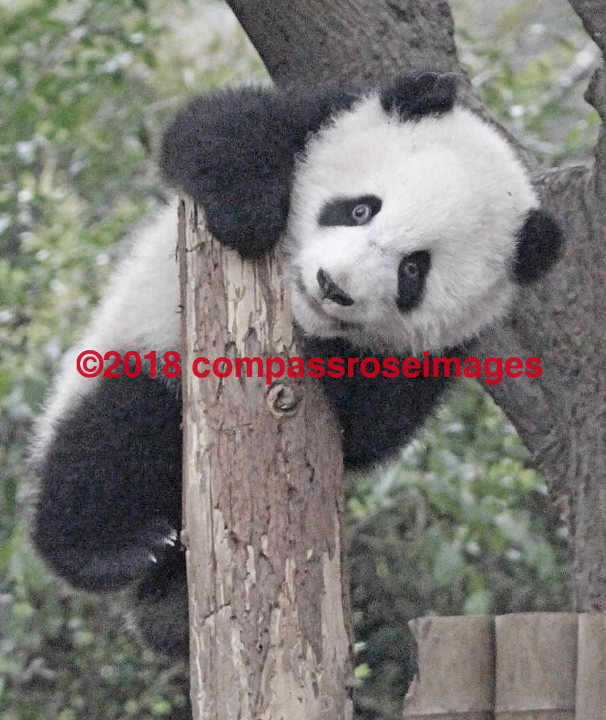 Panda Bear 14 Greeting Card 8X10 Matted Print (5X7 Photo) 11X14 (8X10