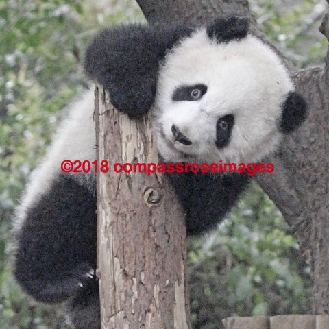 Panda Bear 14 Greeting Card 8X10 Matted Print (5X7 Photo) 11X14 (8X10