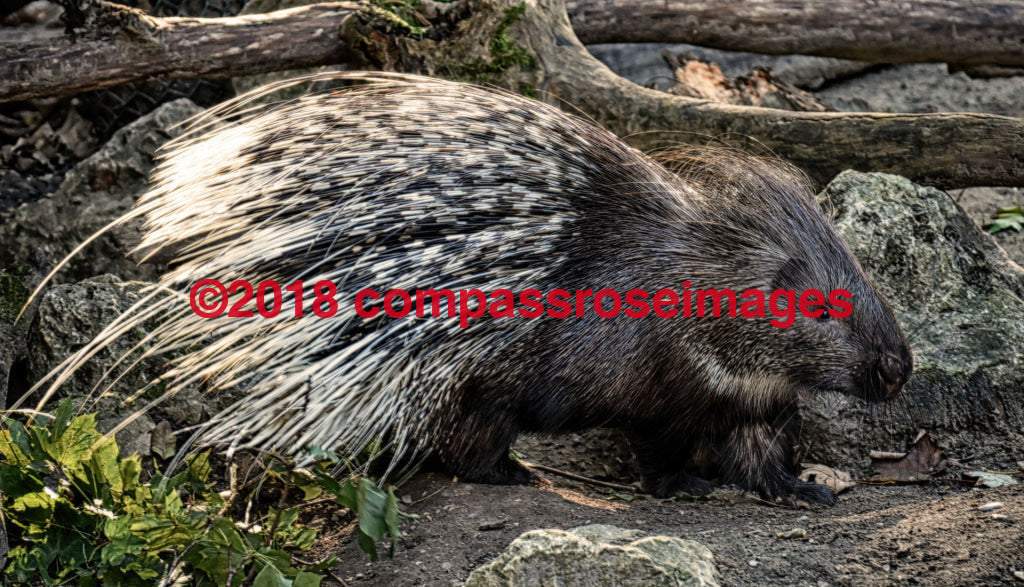 Porcupine 1 Greeting Card 8X10 Matted Print (5X7 Photo) 11X14 (8X10