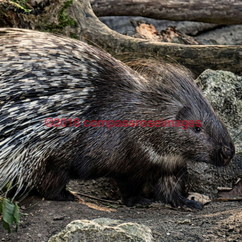 Porcupine-Tiles 4.25’’X4.25’’ Tile With Cork Back Ceramic Tile