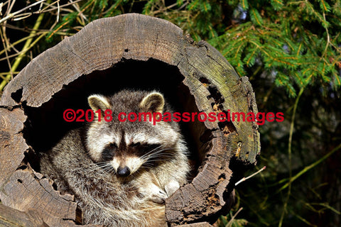 Raccoon 7 Greeting Card 8X10 Matted Print (5X7 Photo) 11X14 (8X10