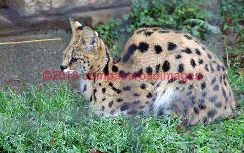 Serval 2-Canvas Canvas-10 X 10 Canvas