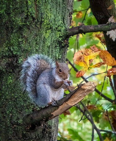 Squirrel 9 - Mousepad