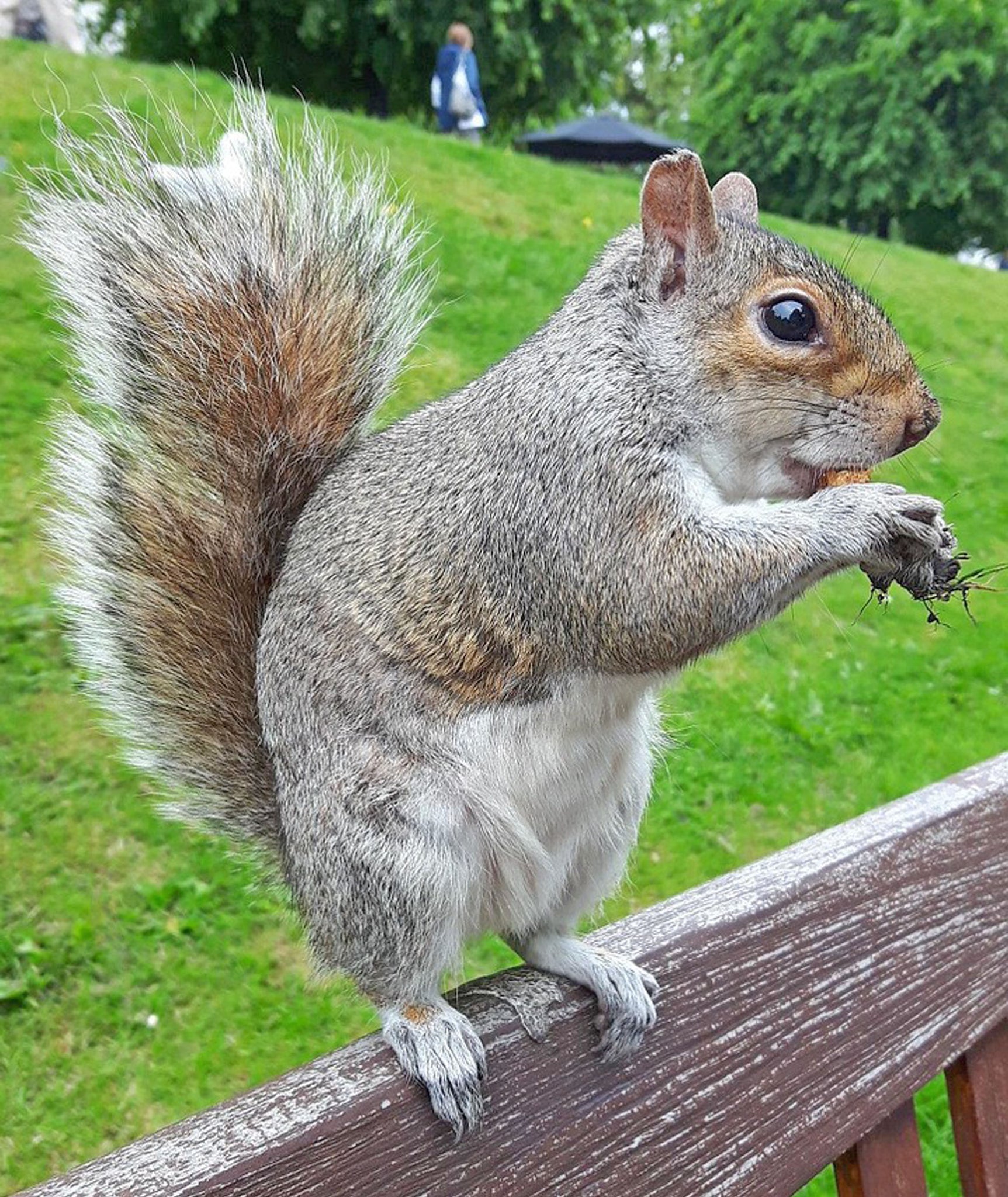 Squirrel 10 - Mousepad